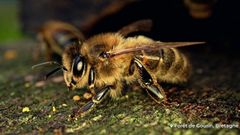 Comment s’organise la vie des abeilles dans une ruche ?