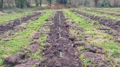 Forêt : nos travaux de plantation à Guiscriff en Bretagne