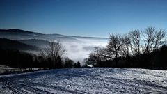 Chute de neige ne rime pas avec plantation dans la forêt du Syndicat (Vosges)