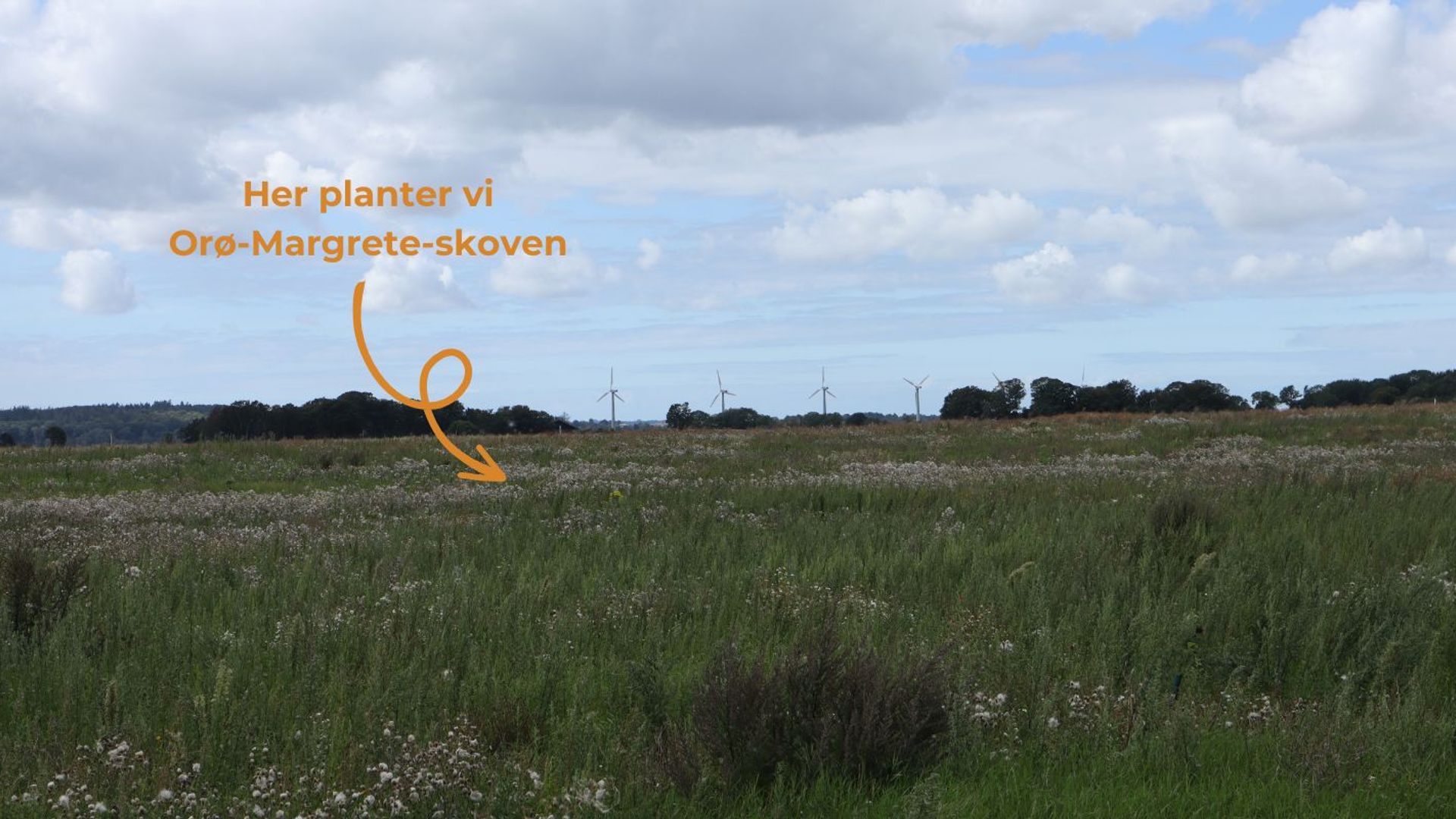 EcoTree lancerer nyt skovprojekt på Orø