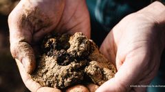 Comment et pourquoi préserver les bactéries dans les sols ?