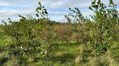 Forest Update: Our Thisted Forest is thriving in Denmark’s wild west