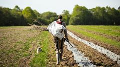 Comment restaurons-nous les écosystèmes forestiers en France ?