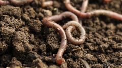 Quel est le rôle des vers de terre dans le sol ?