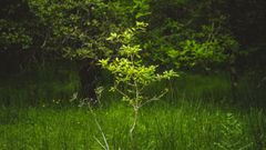 What does it mean to be a tree owner?