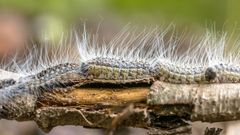 Que faut-il savoir des chenilles processionnaires du pin et du chêne ?