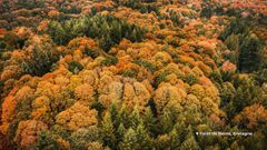 Quelle est la capacité des forêts européennes à être des puits de carbone ?