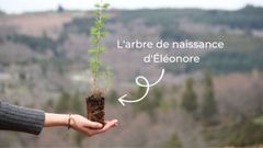 Offrir un arbre : un cadeau de naissance original