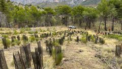 Forêt incendiée de Marzols à Moustiers-Sainte-Marie  : les travaux continuent