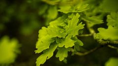 Pourquoi planter une nouvelle forêt à Confolens ?
