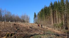 EcoTree plantation : comment une forêt naît, grandit et dépasse ses contradictions apparentes