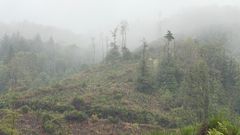 Biodiversité et industrie pharmaceutique : la forêt, matière première de vos médicaments
