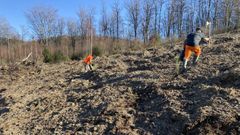 Treize ans après une coupe rase, la forêt de Lacelle recommence à pousser