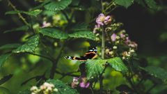 La France, laboratoire mondial des crédits biodiversité