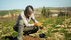 What degraded land taught us about conifer trees