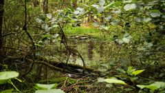 Kleine Gewässer, große Wirkung!