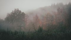 Investir dans une forêt : l'actif patrimonial qui pousse pendant que vous dormez