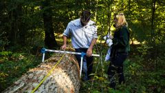 Pourquoi faire des coupes partielles dans les forêts ?