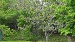 Quel est l'arbre qui absorbe le plus de CO₂ ?