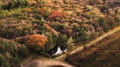 10 reasons forests need more than one tree species