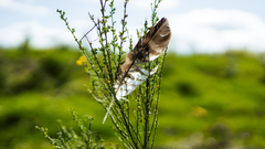 When forests return, life returns