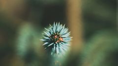 Crédits nature et crédits carbone : deux leviers complémentaires pour votre stratégie biodiversité