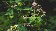 Forest biodiversity: How insects, trees & habitats keep ecosystems alive