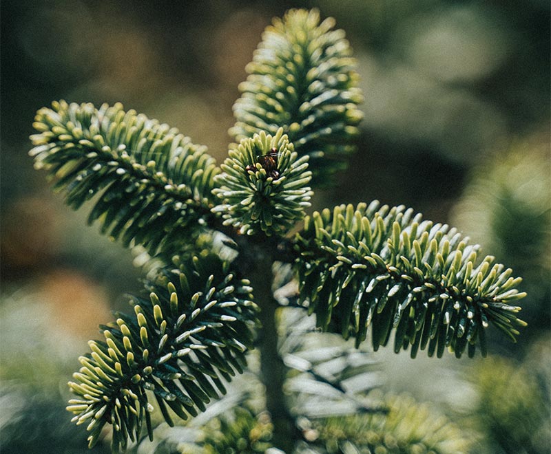 Sapin de Nordmann