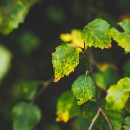 ecotree