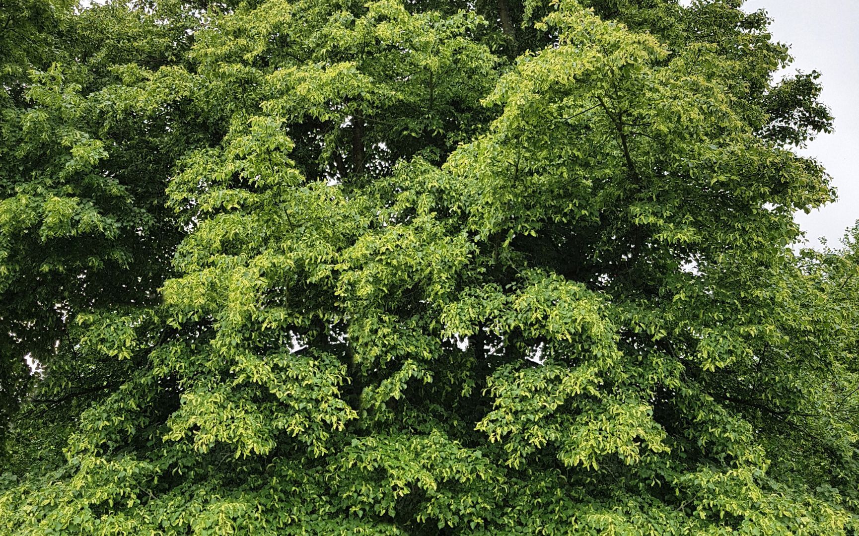 small-leaved linden
