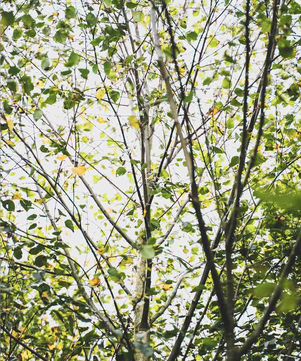 Silver Birch