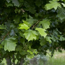 ecotree