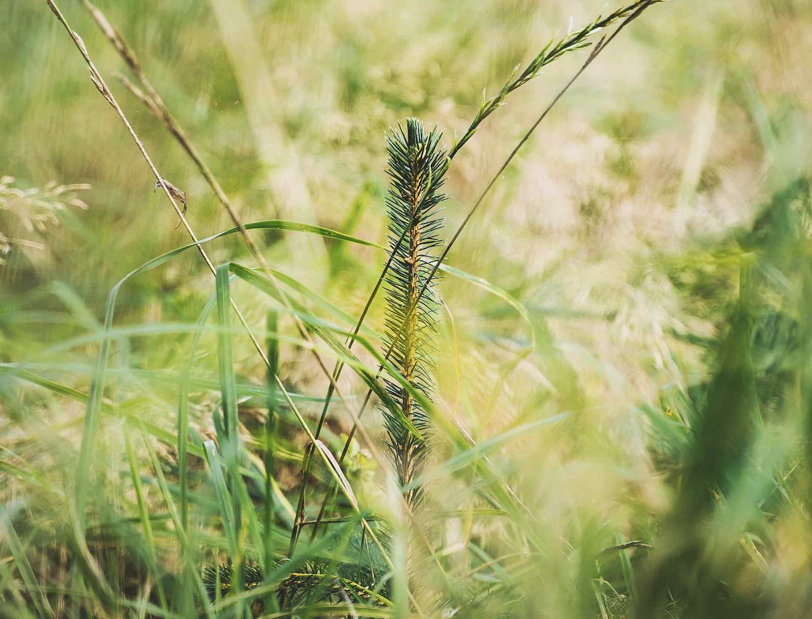 Norway Spruce