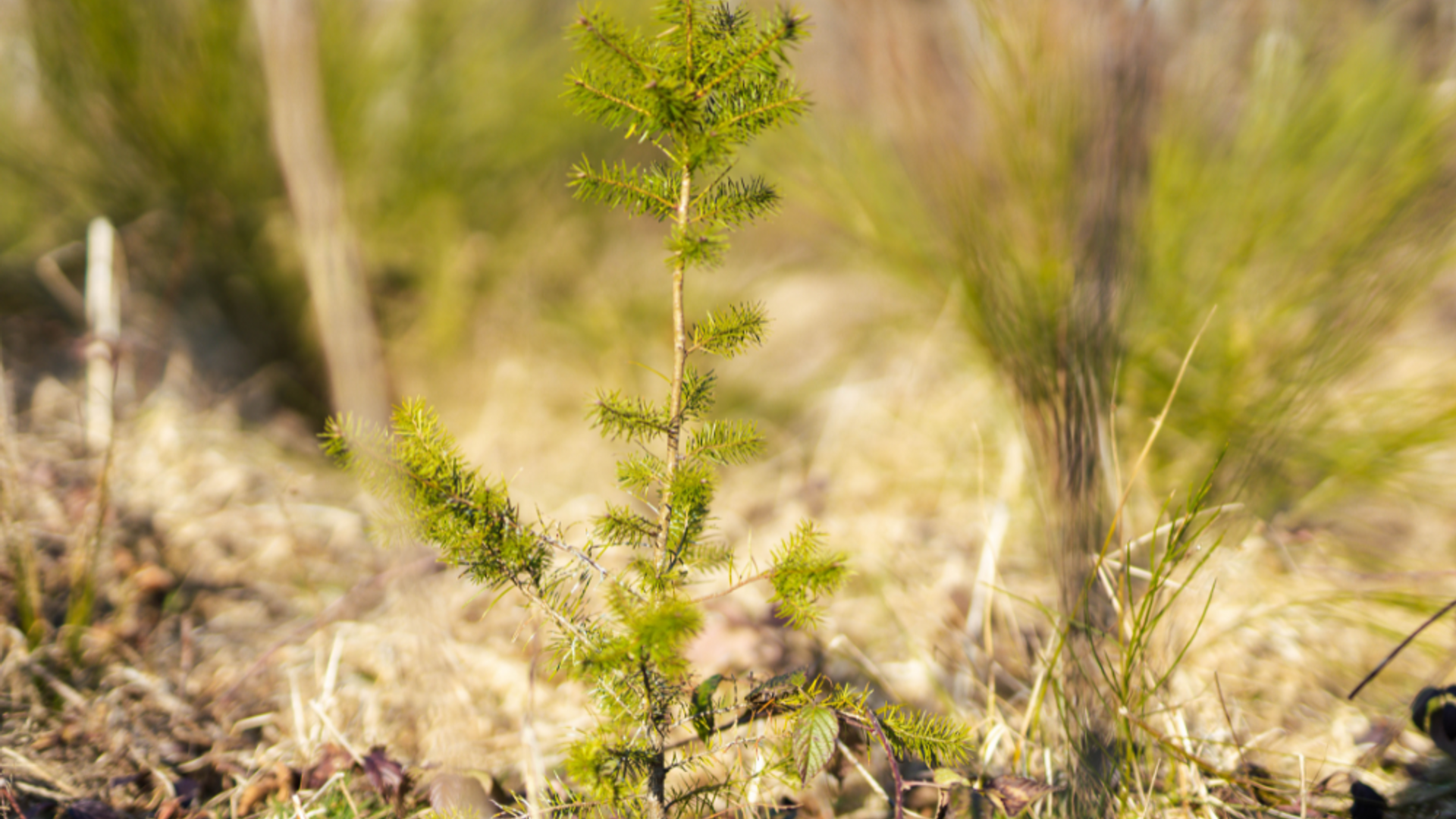 Hvad er et træ? - Definition, anatomi og karakteristika | EcoTree