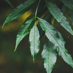 ecotree