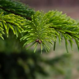 ecotree