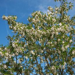 ecotree