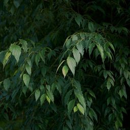 ecotree