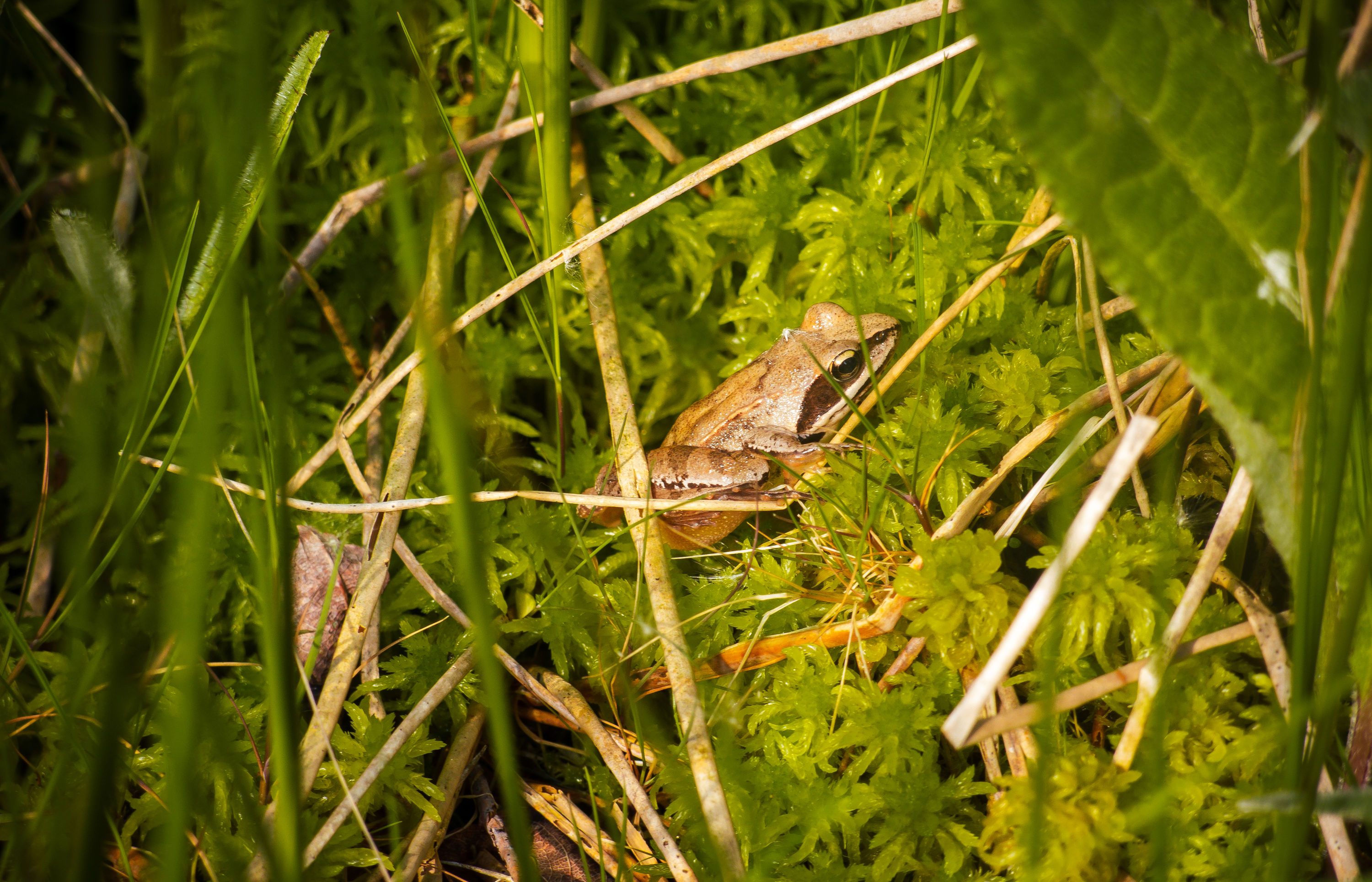 Construction d'un habitat à herpétofaune