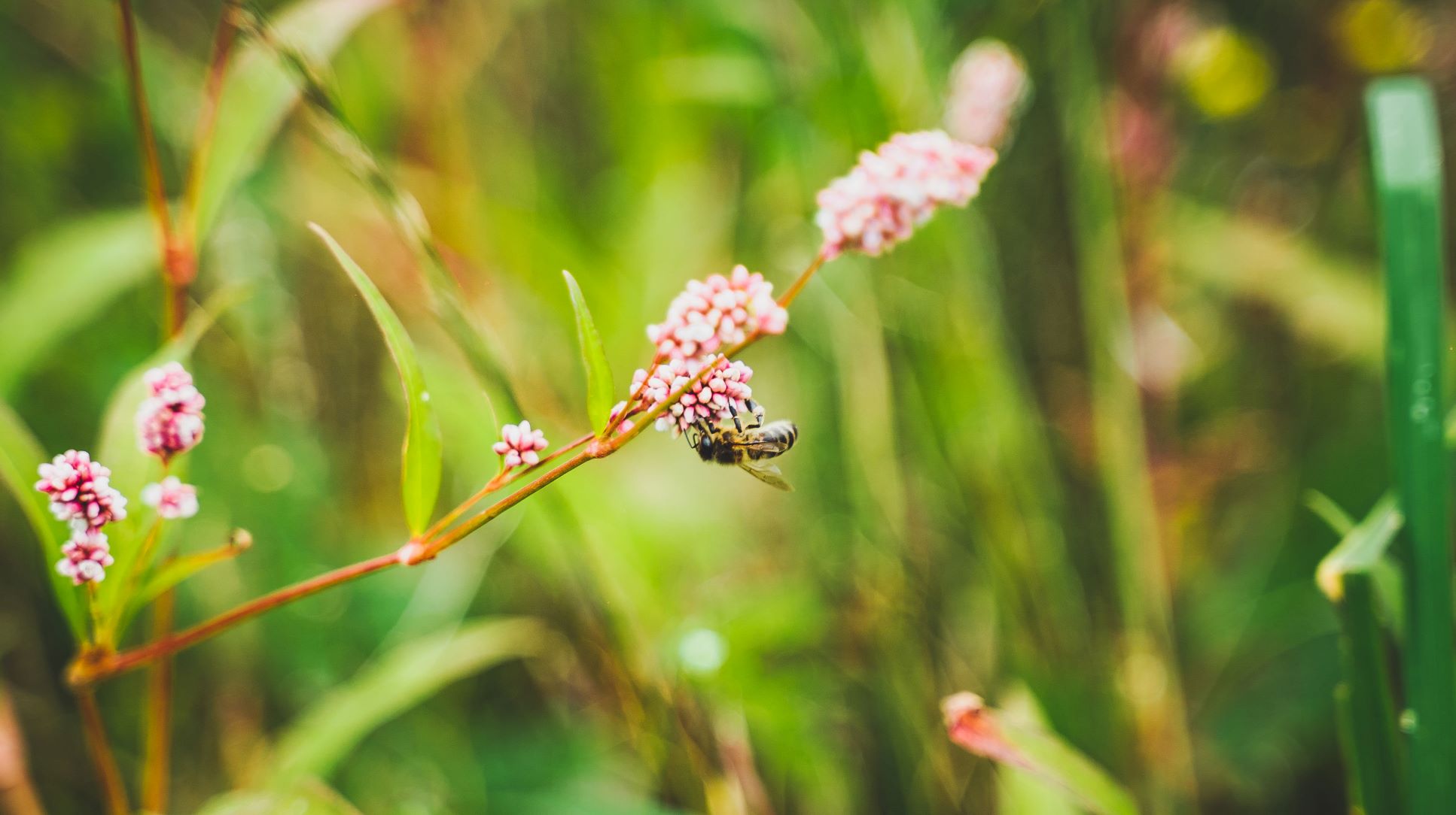 Plant honey hedges