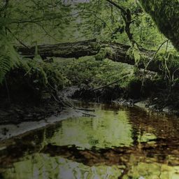 ecotree