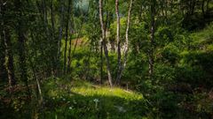 ecotree biodiversity project