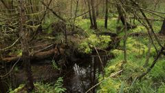 ecotree biodiversity project