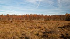 ecotree biodiversity project