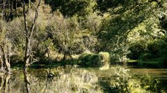 ecotree biodiversity project