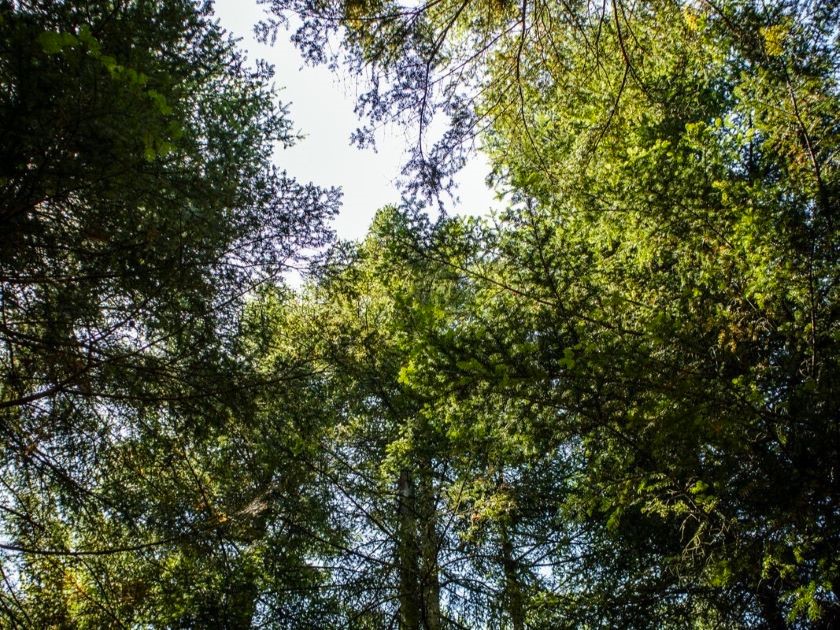 Forest Month bundle