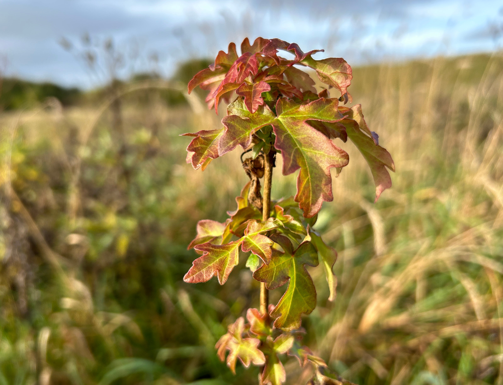Small Danish forest bundle
