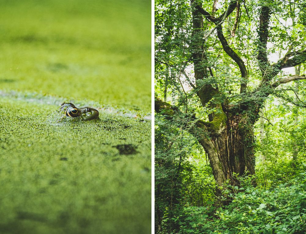 Oak & 27m2 of Wetland