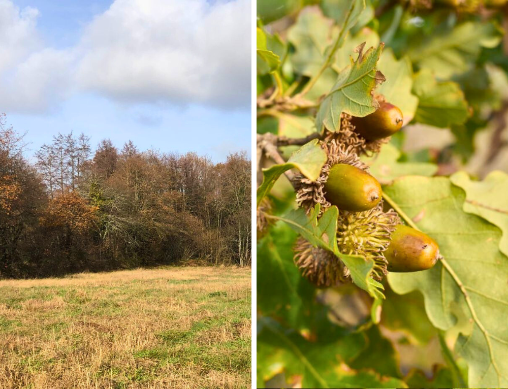 Confolens-skovpakken