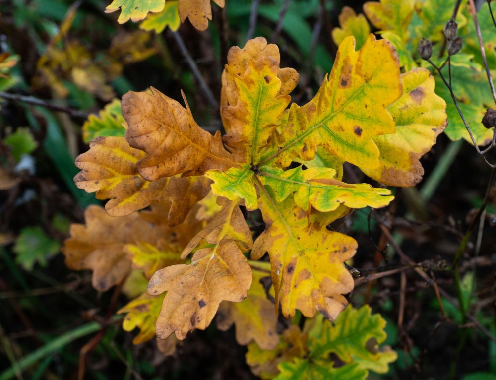 Danish Oak bundle